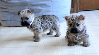 Wayne Weavers Cairn Terrier Pups [upl. by Roer938]