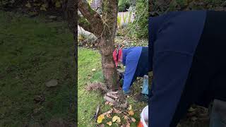 trimming around the Mullbery tree oddlysatisfying timeslapse shorts gardening g [upl. by Saraann700]