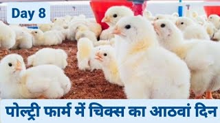 8th Day of Broiler Poultry Farming  Broiler Chicken Farming [upl. by Suoivatra]