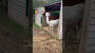 This Alpaca is Sooo Coool 🤣🤣🤣Aldenham Country Parkfarmanimals shorts [upl. by Willette130]