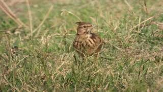 Crested Lark Cappellaccia Galerida cristata apuliae [upl. by Raven]