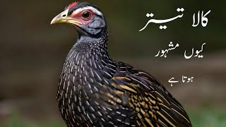 Kala tetar kiun mashahor hota hai  black francolin  why black francolin famous  black francolin [upl. by Undis]