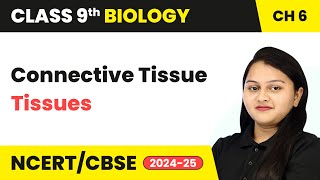 Connective Tissue  Tissues  Class 9 Biology Chapter 6  CBSE 202425 [upl. by Cimah]