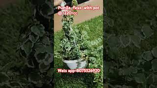 SHORTS PUMILA FICUS WITH POT  220cc wats app8075526920 [upl. by Afrika]