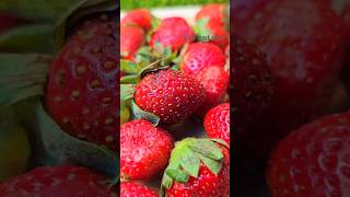 Strawberry seeds satisfying strawberry yt fruit seeds [upl. by Aketal]