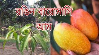 হং সিয়াং আমরেড ড্রাগন আমHong Siang MangoRed Dragon Mango [upl. by Veal603]