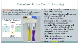 Decarboxylation Test  Microbiology Class  Podcast CC [upl. by Quincey]