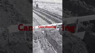 Cane planting farming sugarcane sugarplant shortvideo [upl. by Adnoraj]