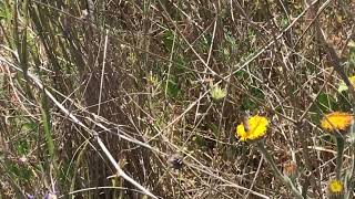 スピニーヒメツマアカカラスシジミSatyrium spini Blue Spot Hairstreak 20230501 Casares Spain [upl. by Annawal]