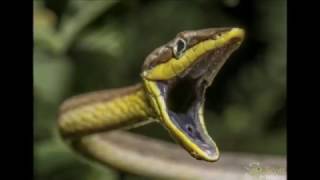 Oxybelis aeneus  Horsewhip Snake in Trinidad [upl. by Latreece329]