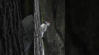 YellowBellied Sapsucker [upl. by Filide]