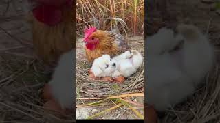 The wings of the mother hen are a warm harbor for dogs Cute pet debut plan Dogs Golden Sun or [upl. by Patnode]