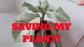 SAVING MY ZEBRA PLANT  WATER PROPAGATING  Dec 14 2017 [upl. by Loram]