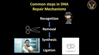 Common Steps in DNA Repair Mechanism  Types  Molecular Biology  Tamil  ThiNK VISION Tnkumaresan [upl. by Animsaj939]