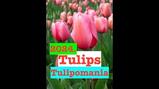 Chicago Spring 🌷Tulipomania 😈 Money 💰 Lessons 2024 [upl. by Malliw375]