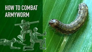 How To Combat Armyworm in Your Lawn [upl. by Tomi17]