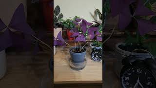 These plants know how to put on a show bottomwatering houseplants calming timelapse shorts [upl. by Hugh118]