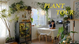 Relaxing Plant Tour  my entire houseplant collection [upl. by Kcin]