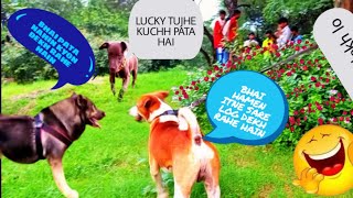 pitbull vs rottweiler real fight🔥🔥 [upl. by Florrie]