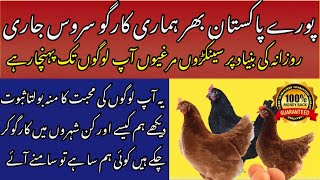 Lohmann Brown hen Business in Pakistan [upl. by Nylsirhc]