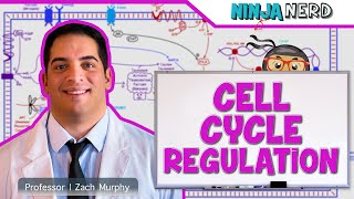 Coagulation Cascade Animation  Physiology of Hemostasis [upl. by Raynell]