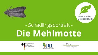 Die Mehlmotte  pflanzenschutzoekolandbaude  Schädlingsportrait [upl. by Meraree]