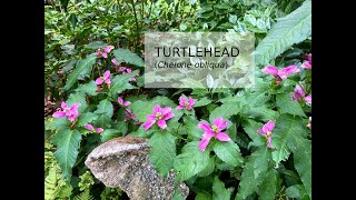 Turtlehead Chelone obliqua [upl. by Strander]