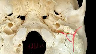 Arteria Occipital [upl. by Adniram]