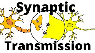 Synaptic Transmission – Neurotransmission explained [upl. by Aurilia177]