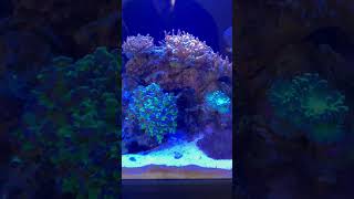 Aiptasia explosion coralreeftank reefaquarium saltwateraquarium [upl. by Gabler]