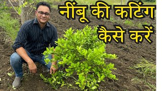 Nimbu ki cutting kaise karen  Nimbu ki cutting kab kare [upl. by Ainecey982]