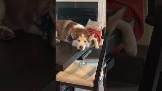 Yeah… he is so deprived HuskyLife HuskyParentLife DogMomLife SOS HeDoesWhatHeWants tasiaalex [upl. by Ahsha]