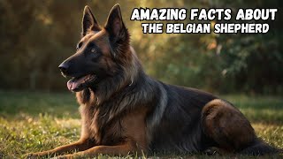 Why Belgian Shepherds Are the BEST Dogs Ever 🐕🔥  Ultimate Guide [upl. by Atekihs]