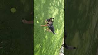 Minneola Florida dog park October 31 2024 Part 2 [upl. by Fuller]