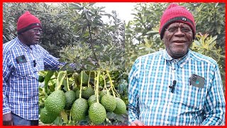 MZEE MSTAAFU ALIYEJIKWAMUA KWA KILIMO CHA PARACHICHI NJOMBE [upl. by Alolomo527]