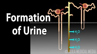 Formation of Urine  Nephron Function Animation [upl. by Dene]