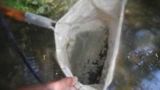 Benthic Macroinvertebrates Sampling [upl. by Buke]