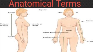 Anatomy positions of body in Urdu  Anatomical terms and directions [upl. by Fugazy]