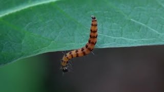 A colourful MOTH CATERPILLAR Singapore [upl. by Lu]