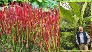 20 BELLES GRAMINÉES AUX FEUILLAGES BLEUS ROUGES JAUNES OU PANACHÉS… Le Quotidien du Jardin N°267 [upl. by Noellyn]