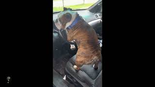 bulldog was Having Too much fun Blowing Car Horn [upl. by Sarson]