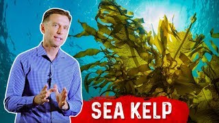 7 Interesting Benefits of Sea Kelp Beyond the Thyroid – DrBerg [upl. by Yetnruoc]