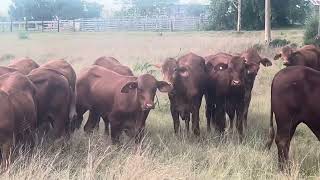 Elliot Livestock Droughtmaster Heifers for sale [upl. by Hembree550]