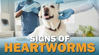 Signs Your Dog May Have Heartworms  Talkin Dogs [upl. by Eicnahc]