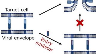 Virus Fusion Inhibitors  Virus Entry inhibitor Drugs or Agents [upl. by Kalil]