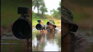 Wildlife Photography shorts india nikon birdphotography nature motivation photographer [upl. by Hcir]