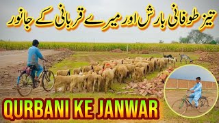 Teez Toofani Barish Aur Mere Qurbani Ke Jaanwar  Shahbazi Village Vlogs [upl. by Labannah]