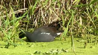 Gallinule d’Amerique Common gallinule gallinula galeata Naples Floride avril 2024 [upl. by Atniuq]