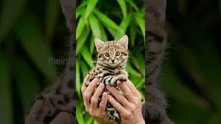 Rusty Spotted Cat  The Worlds Smallest Cat [upl. by Marston]