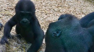 Baby Makongo Reunites with Family amp Heartwarming Moments with Sister Nala [upl. by Anibla]